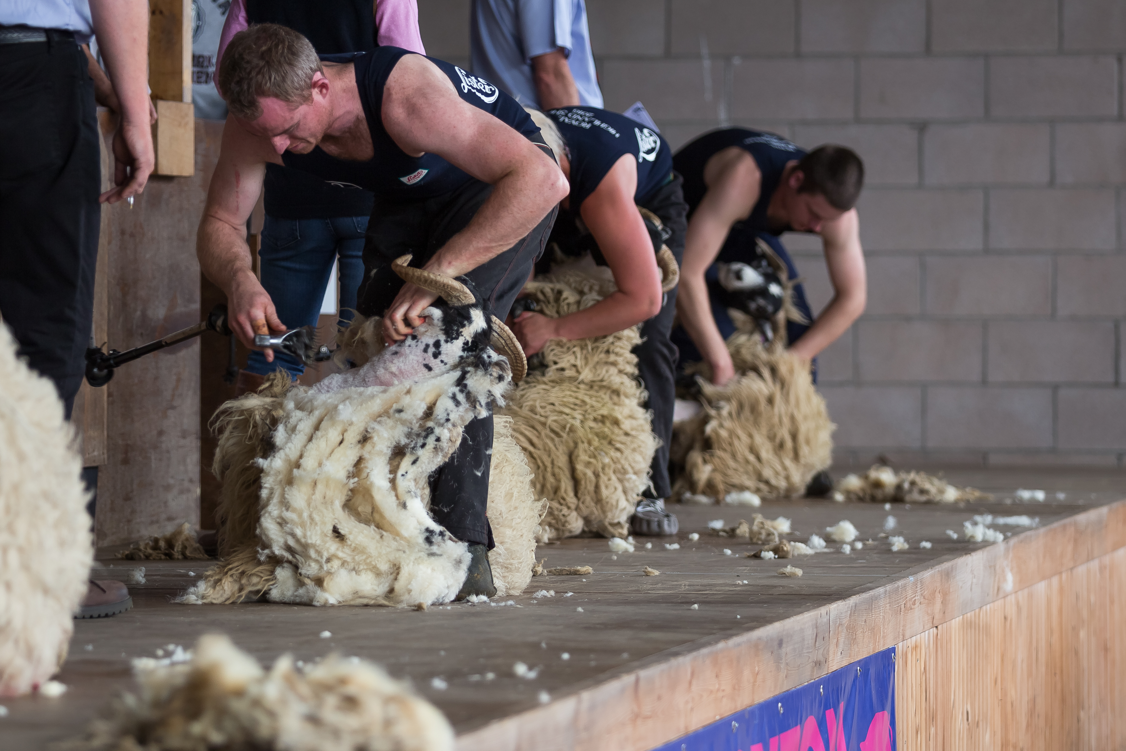 Sheep Shearing 5