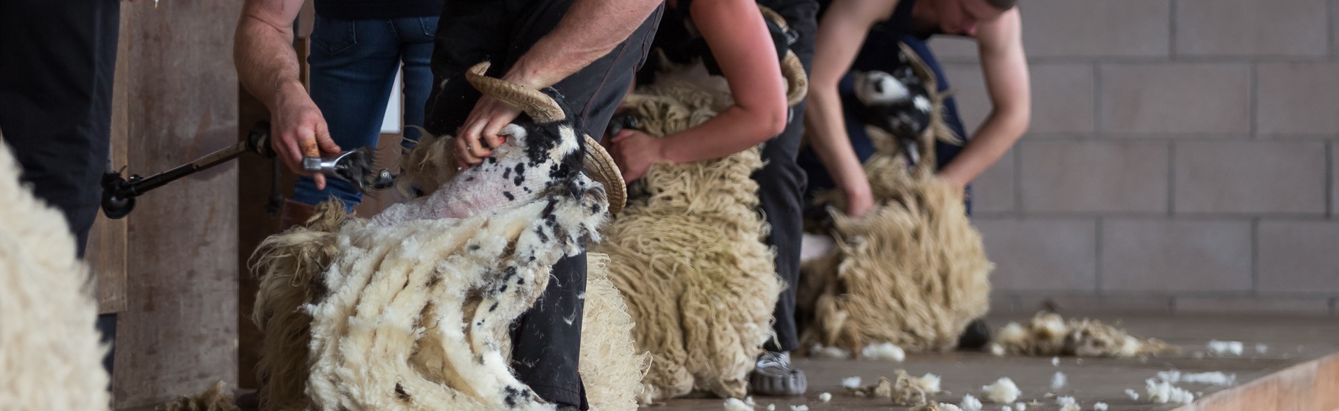 Sheep Shearing 5