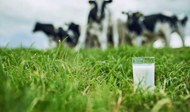 Class Activities And Resources About Dairy (Mi