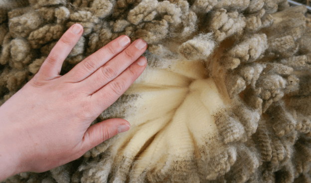 Learning About Wool
