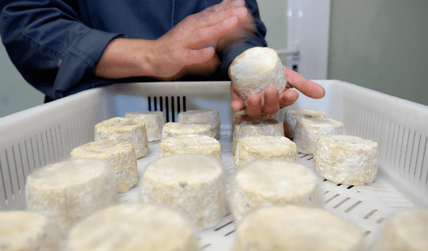 Cheese Making Worksheet