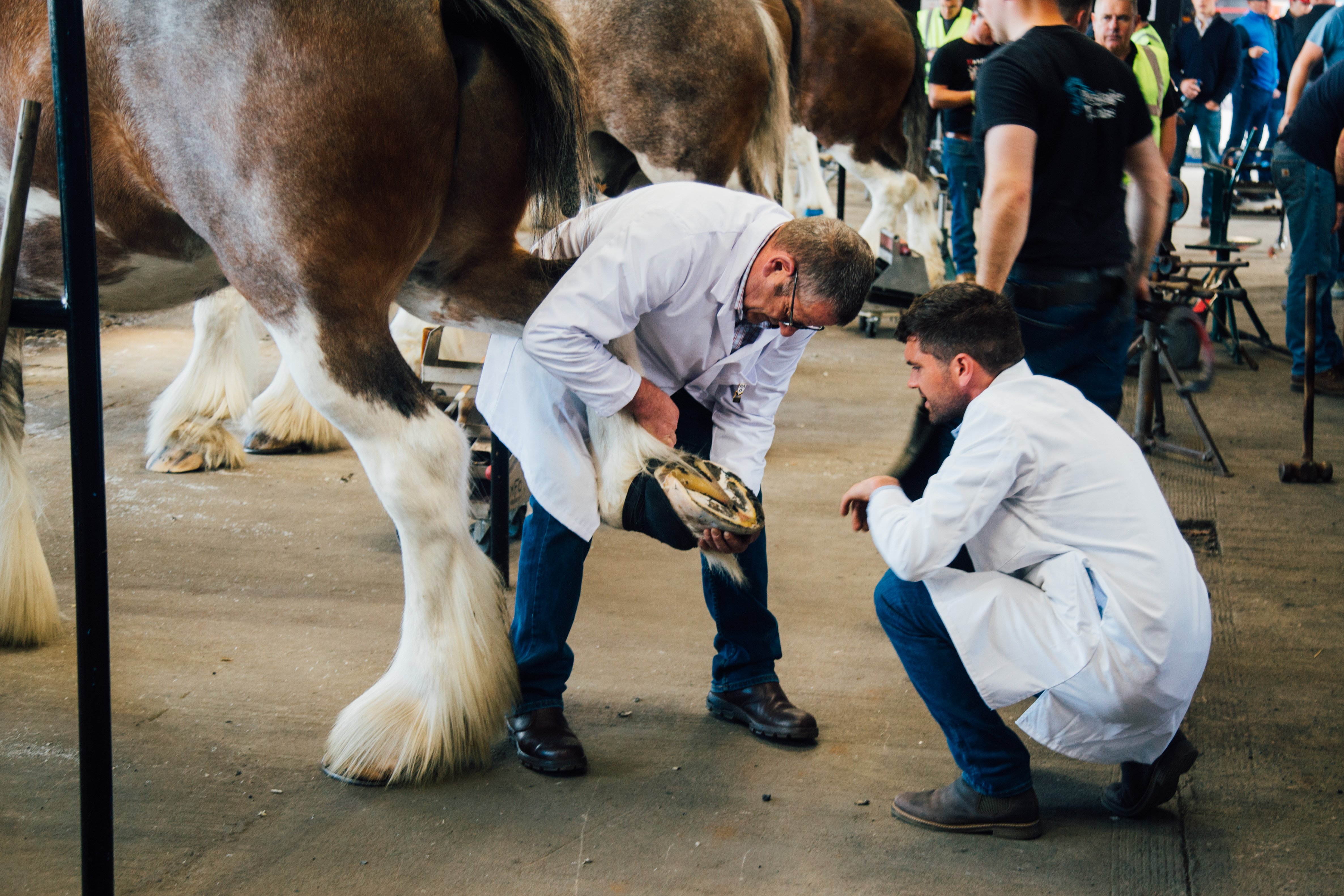 Thursday Royal Highland Show 2019 14