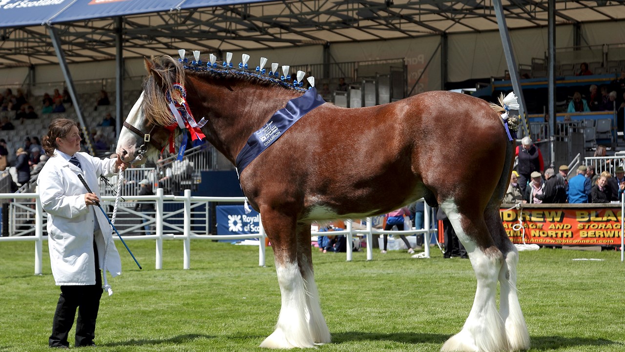 Overall Clydesdale (Male)
