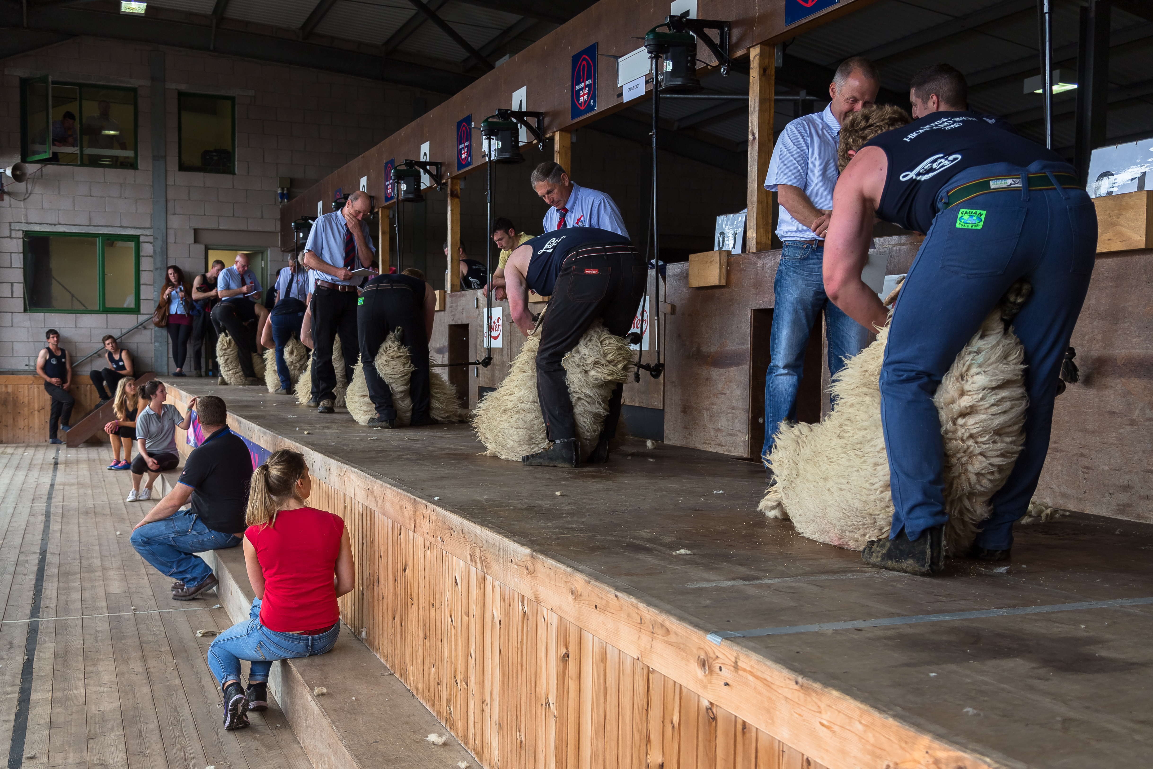 Sheep Shearing 11