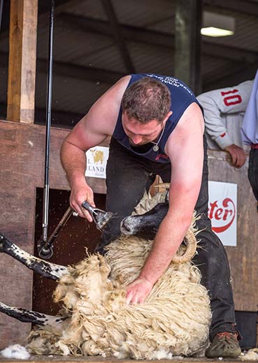 Sheep Shearing 3