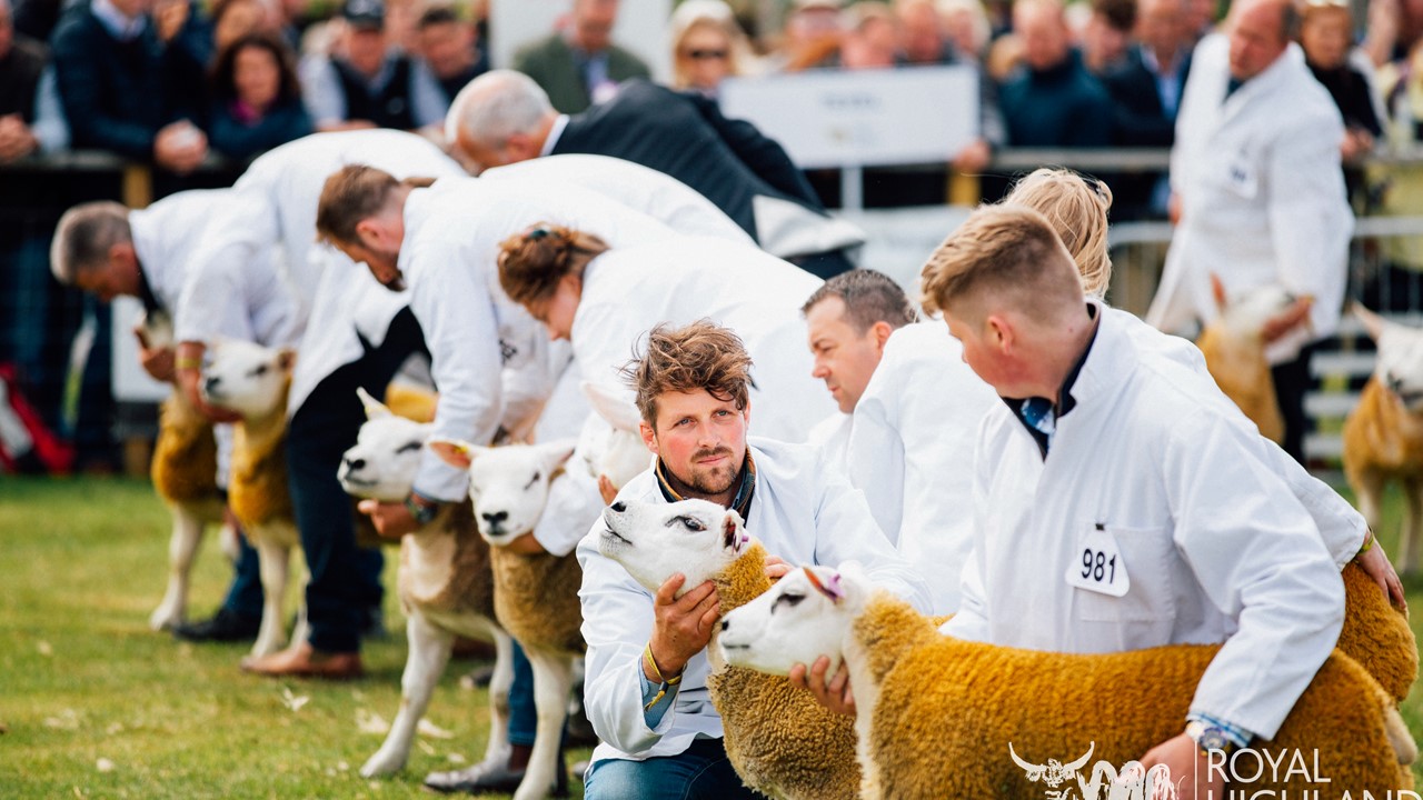 Texel Sheep And Handlers Line Up For Judge