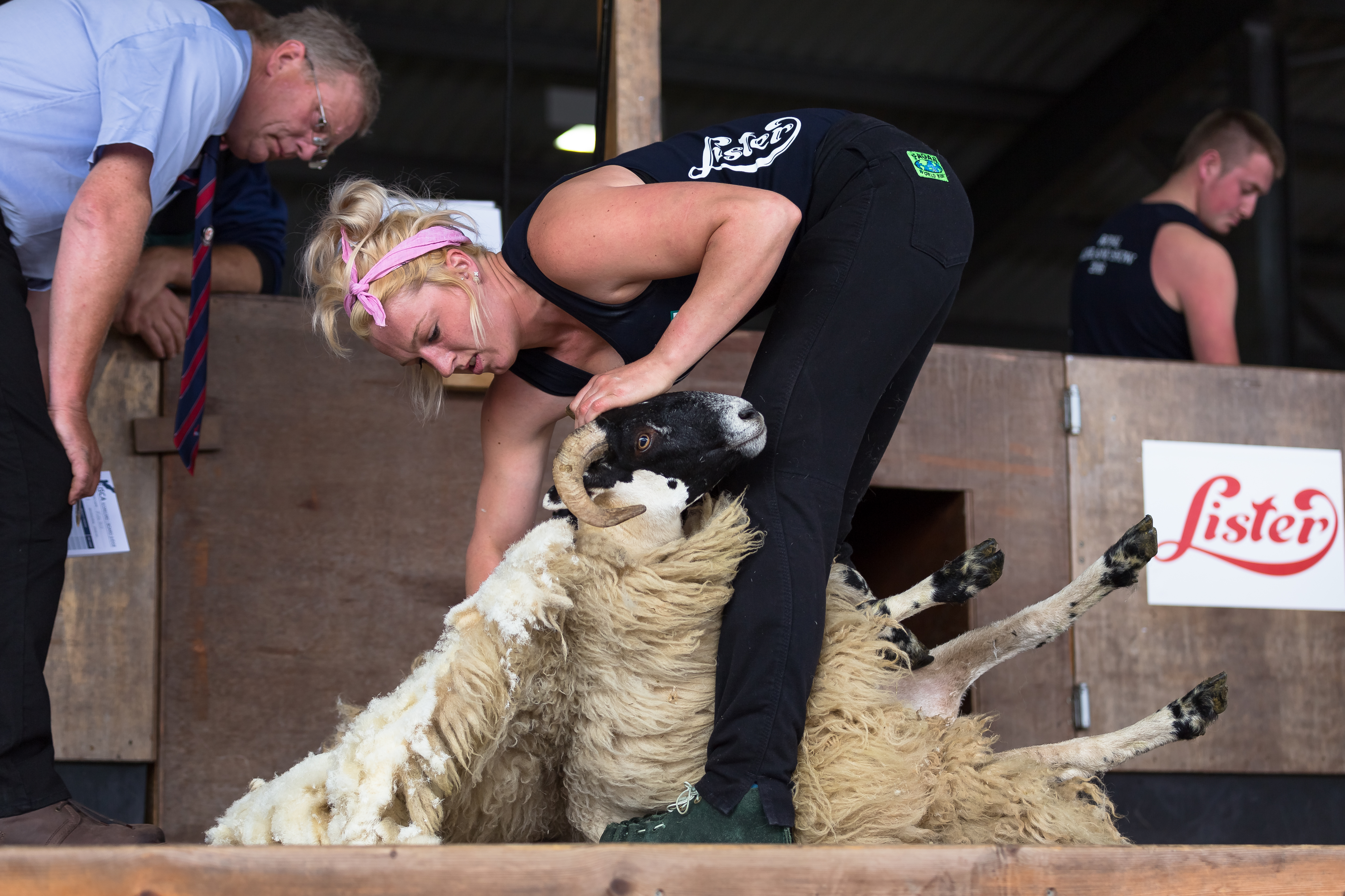 Sheep Shearing