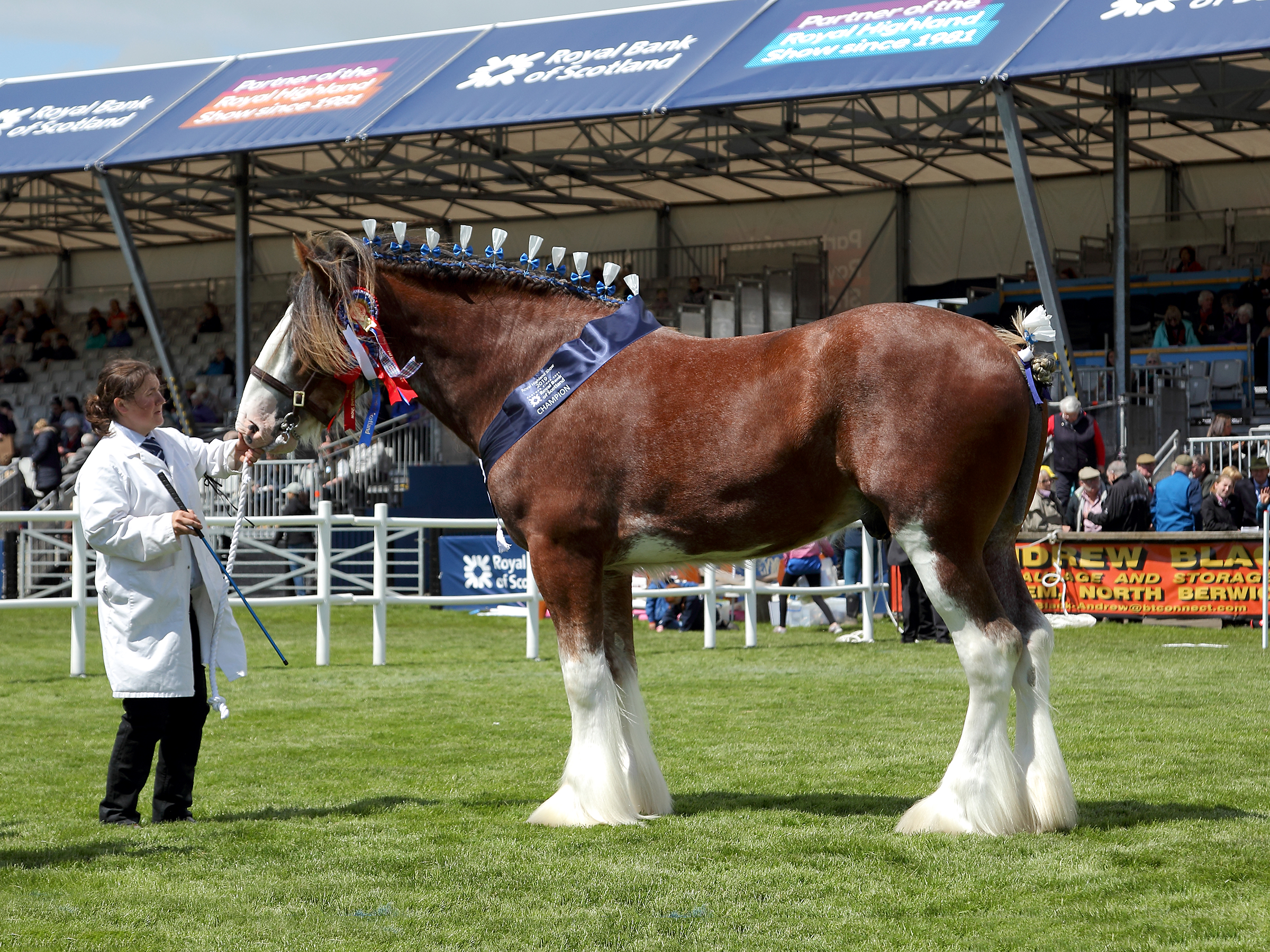 Overall Clydesdale (Male)