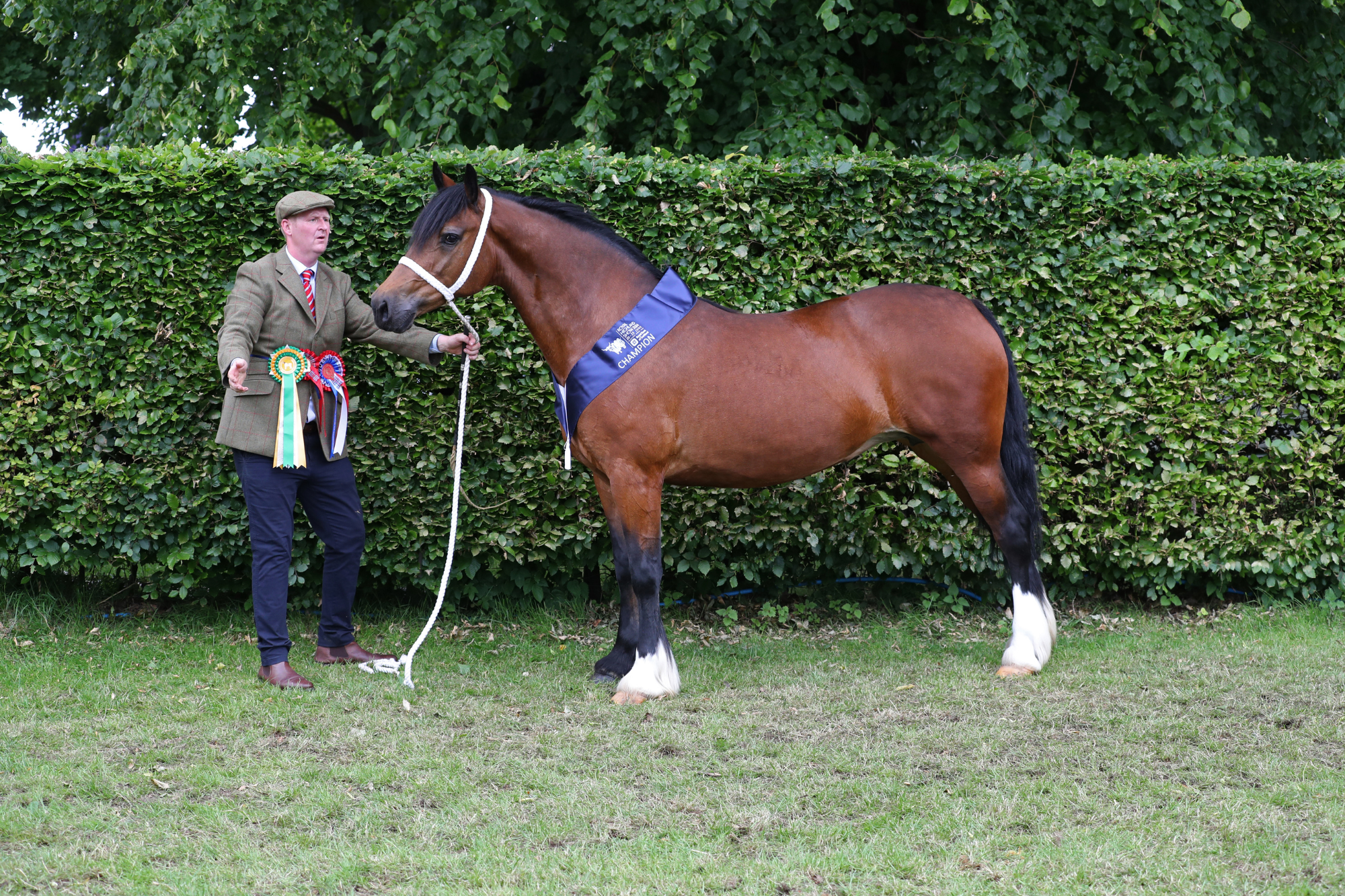 30 Welsh D Champion M54 2549