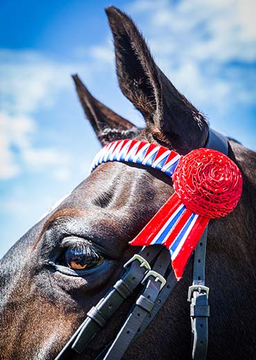 Royal Highland Show 108