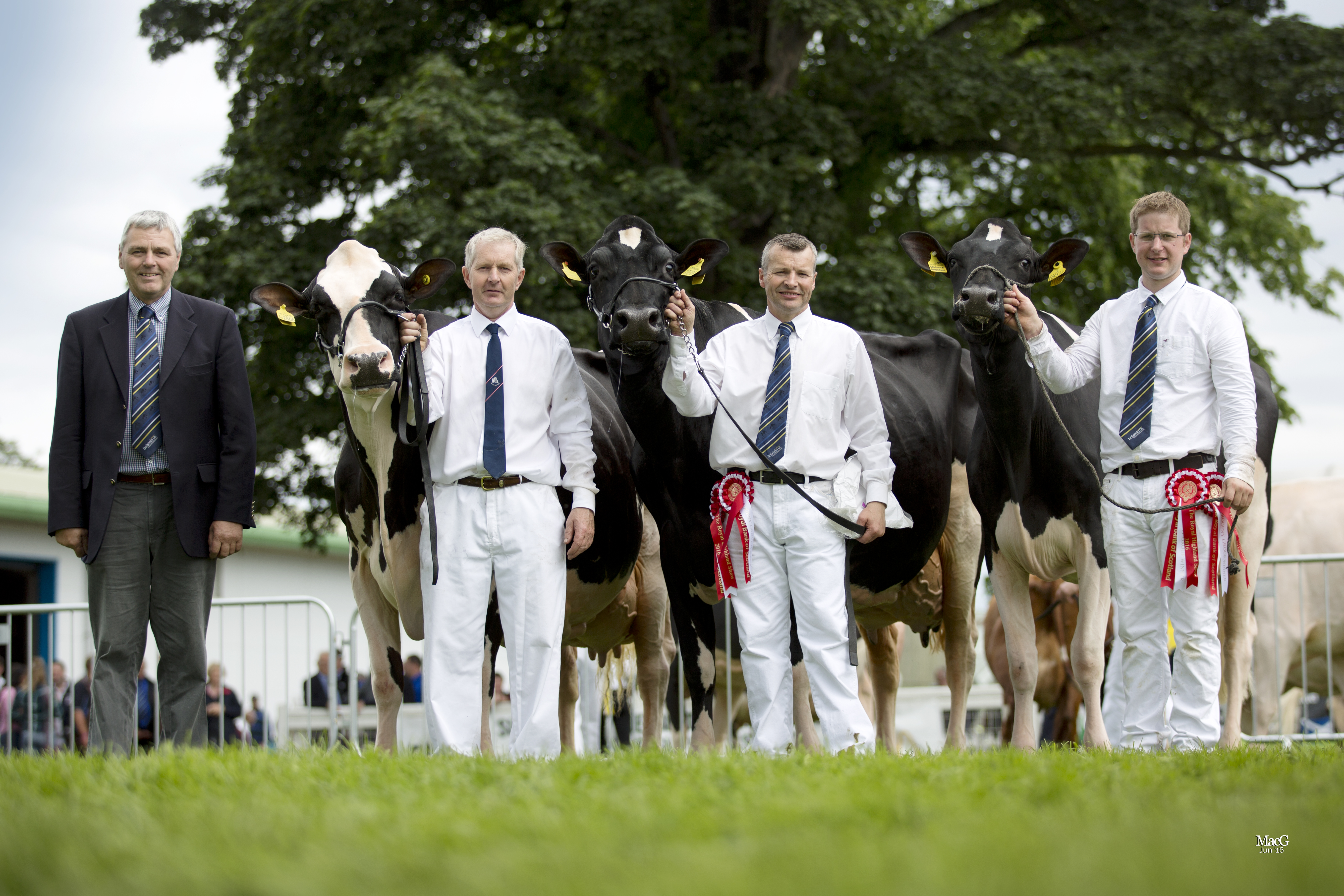 D Champ Dairy Progeny Group 3 8409