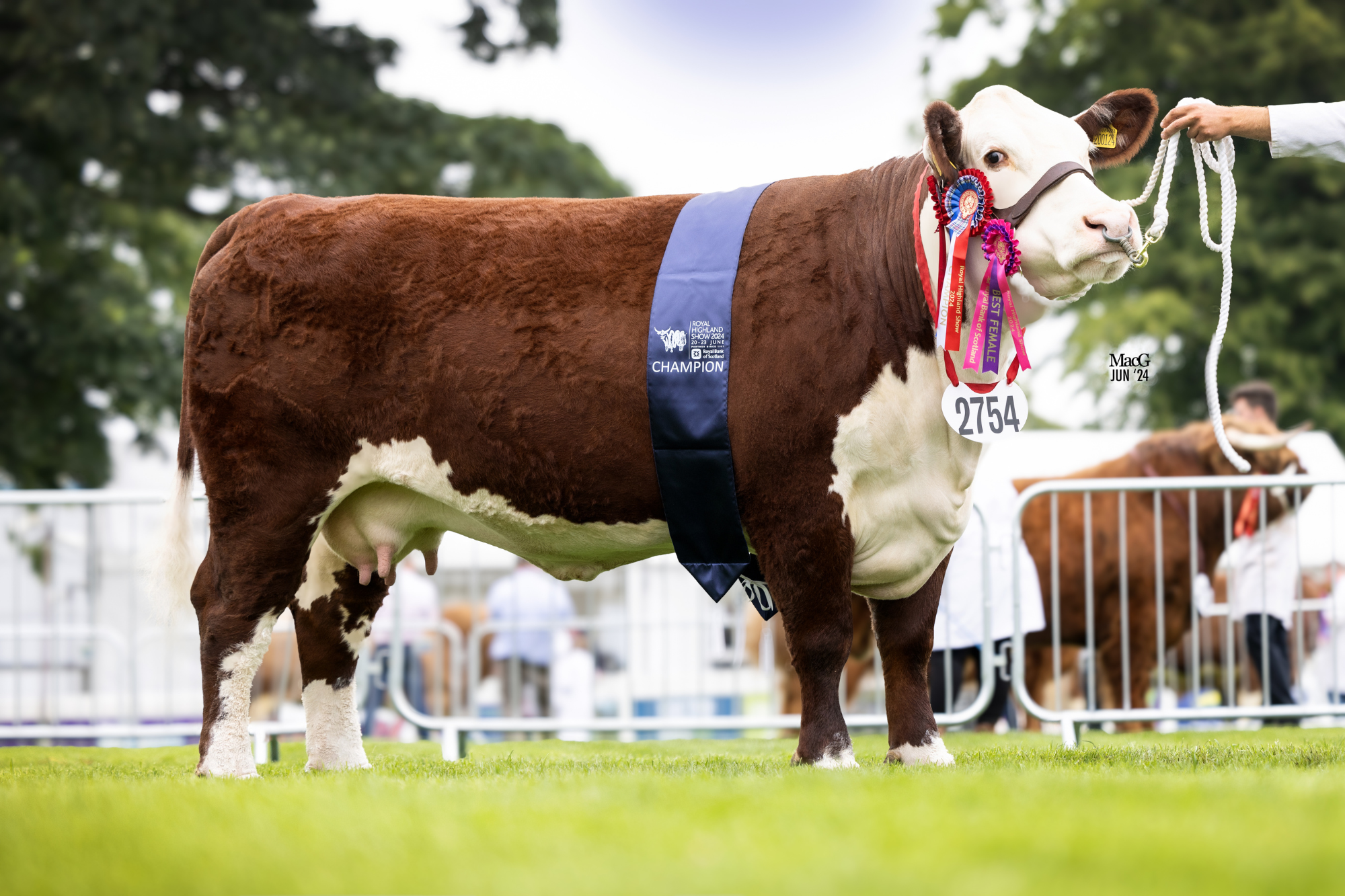 6 Hereford