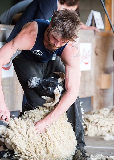 Sheep Shearing