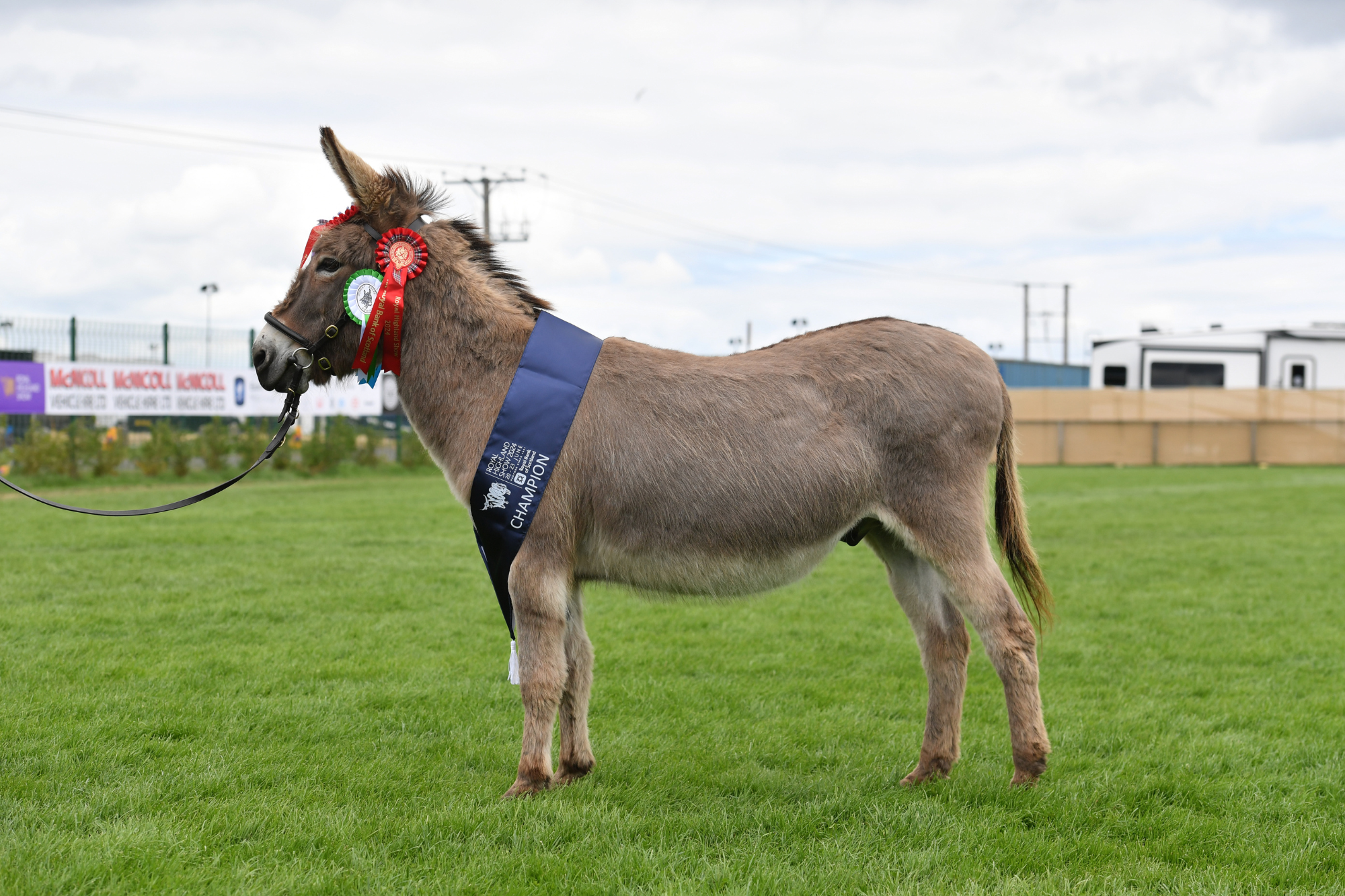 4 Donkey Champion A55 6008