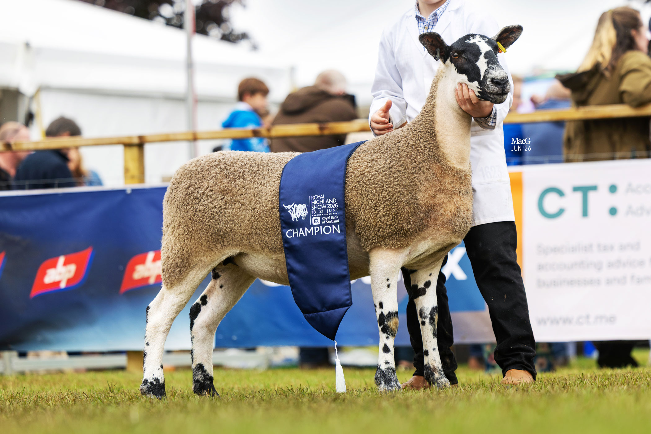 Scotch Mule Champion 5046