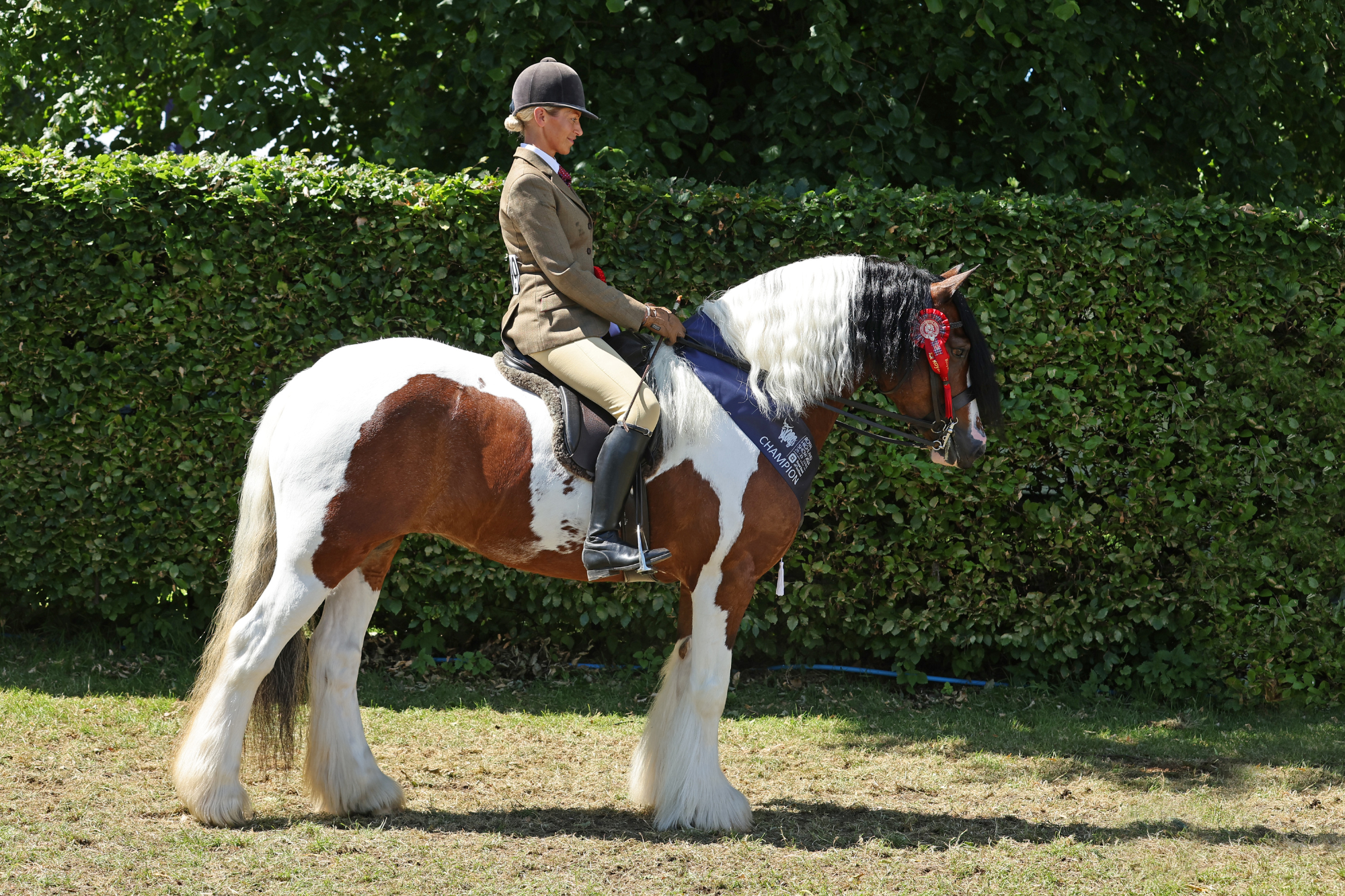 2 Coloured Champion F56 6447