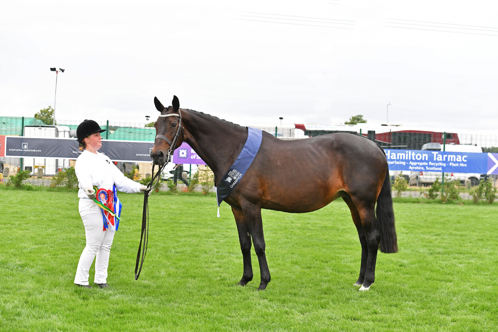 25 Sports Horse In Hand Champion A53 1391