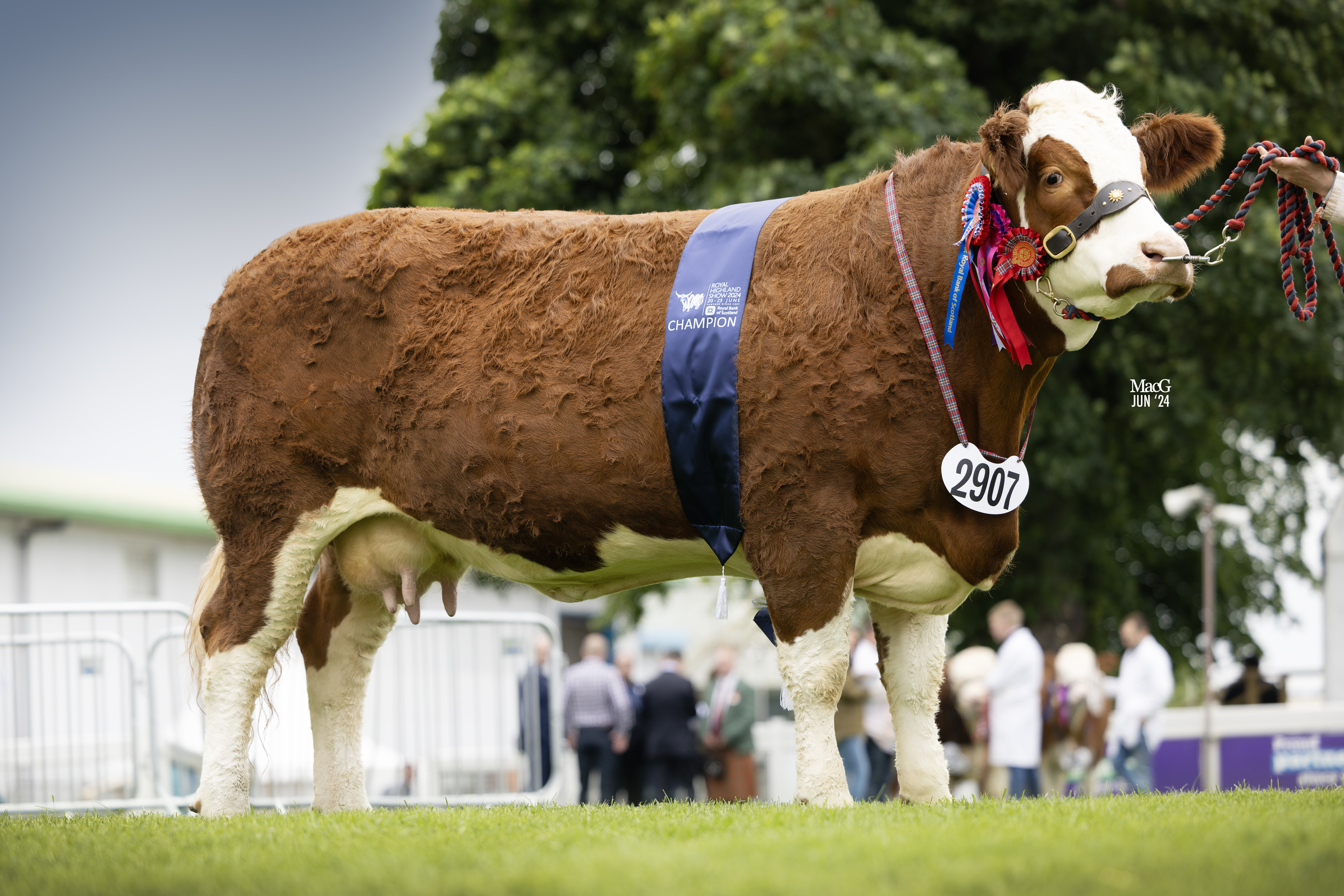 Simmental Champion 2907 Annick Gingers Lucia 7911