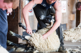 Sheep shearing
