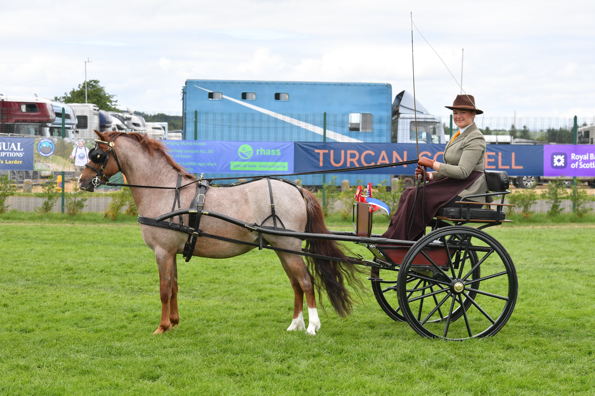13 Pleasure Driving Champion A55 6495