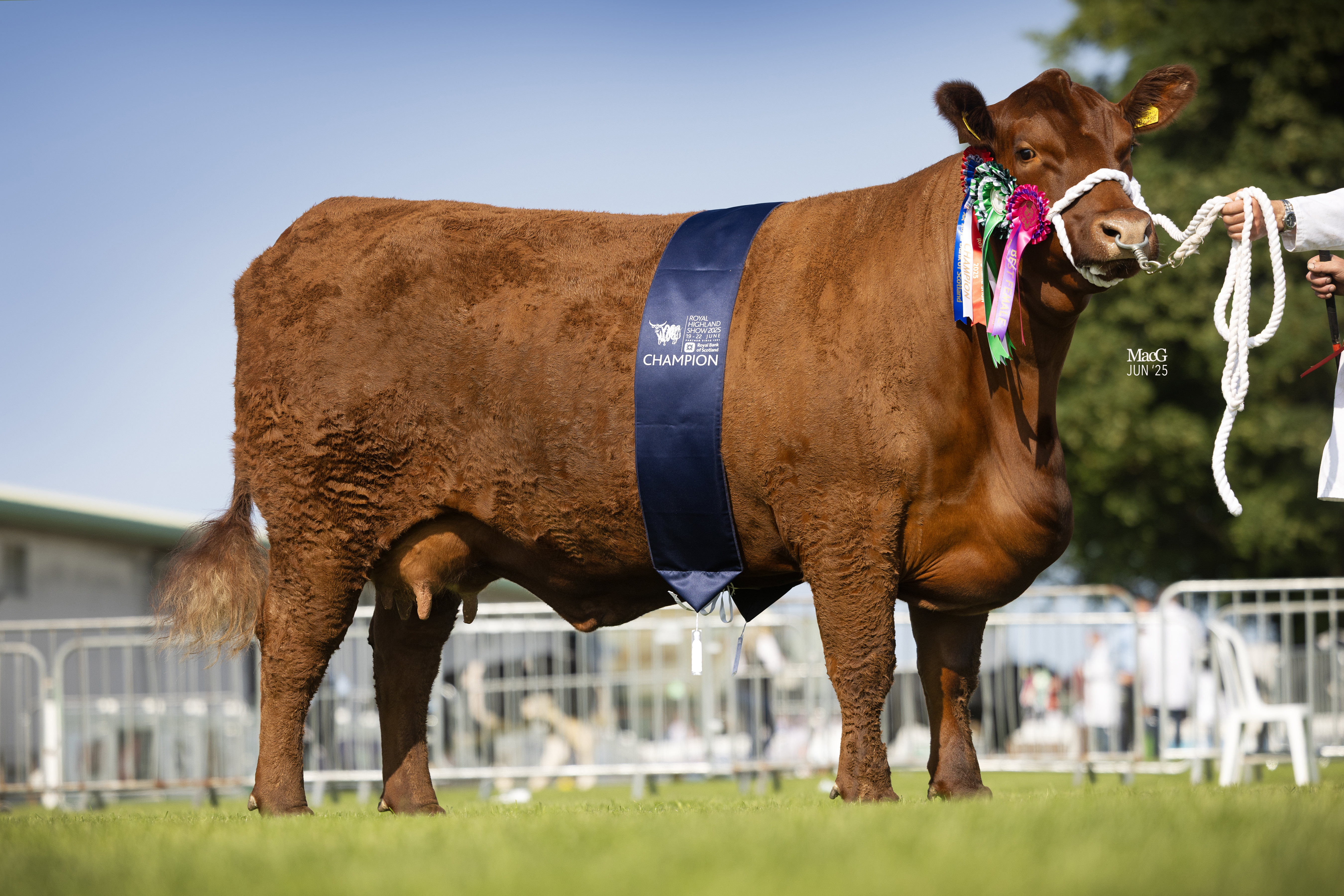 Aberdeen Angus Champion Mosshall Red Essence Y436 4735 (1)