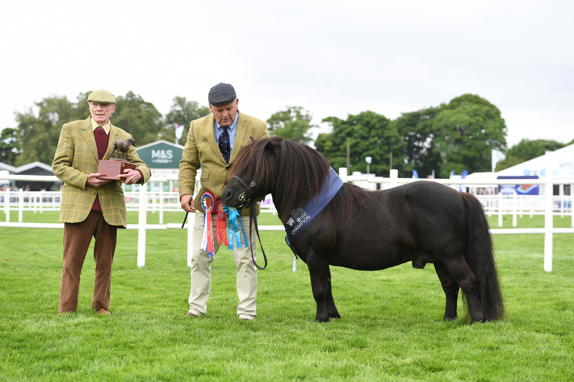 7 Standard Shetland Champion