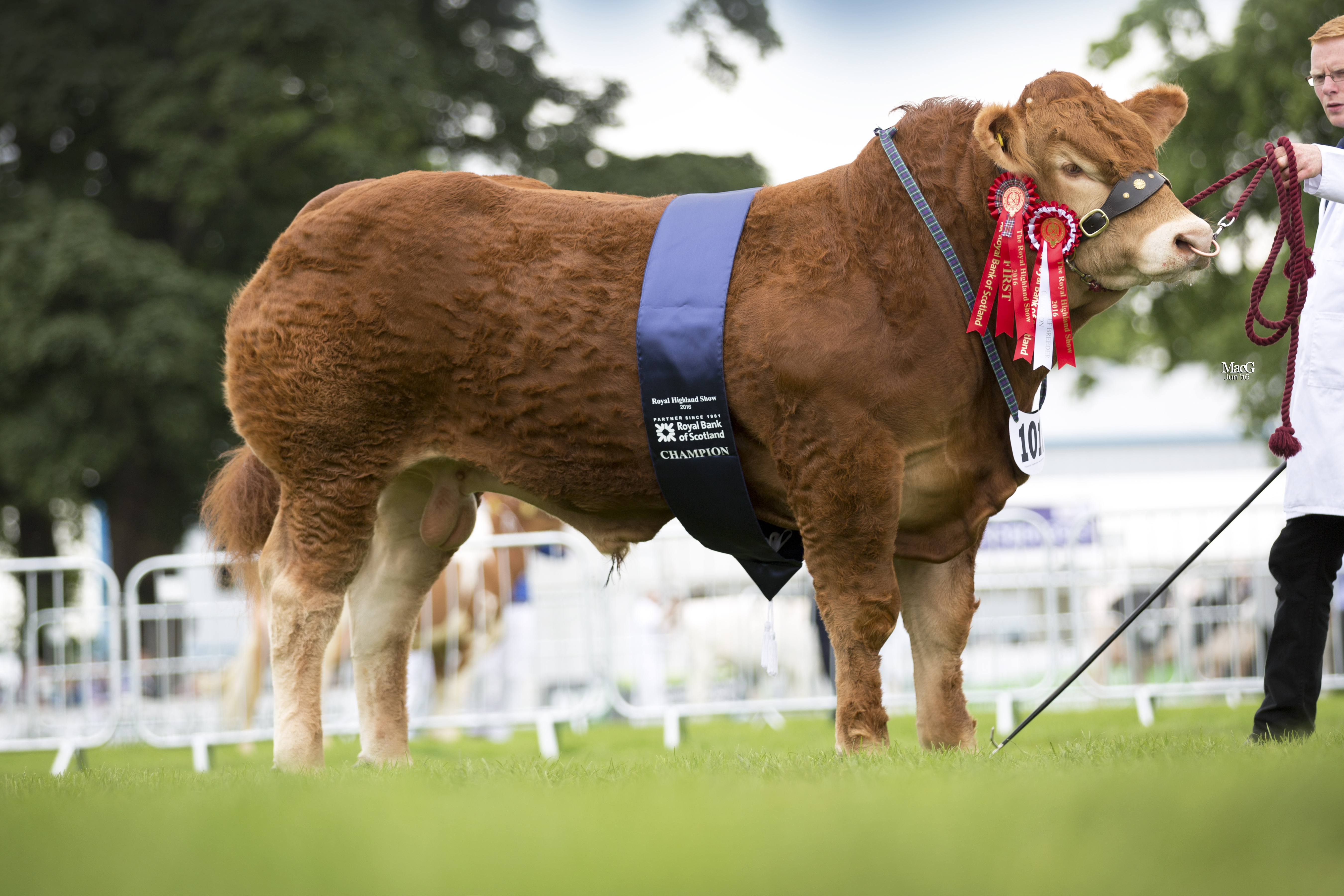 1011 Continental Beef Breeder Champ Grahams Lorenzo 8165 (2)