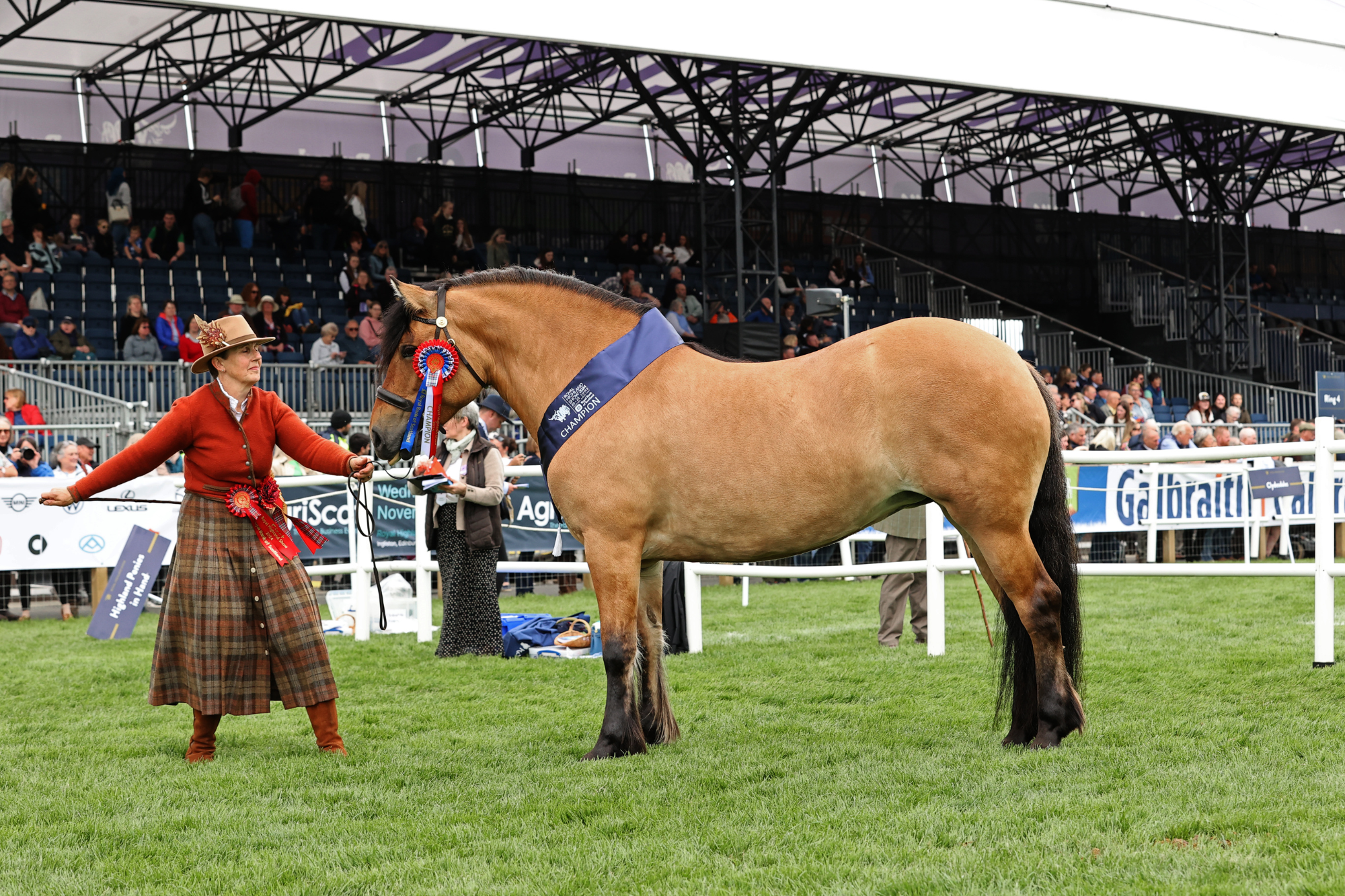 2 Highland Pony Female Champion