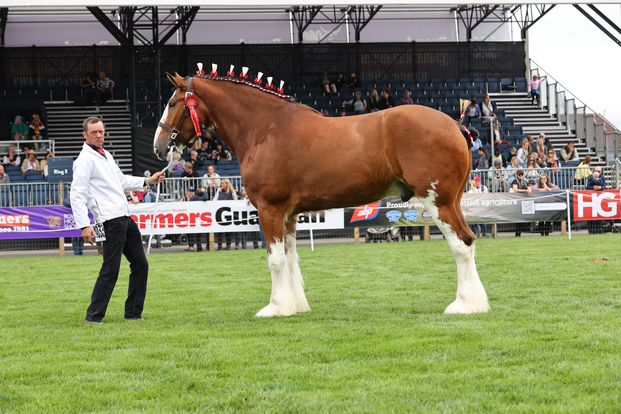 1 Clydesdale Male Champion