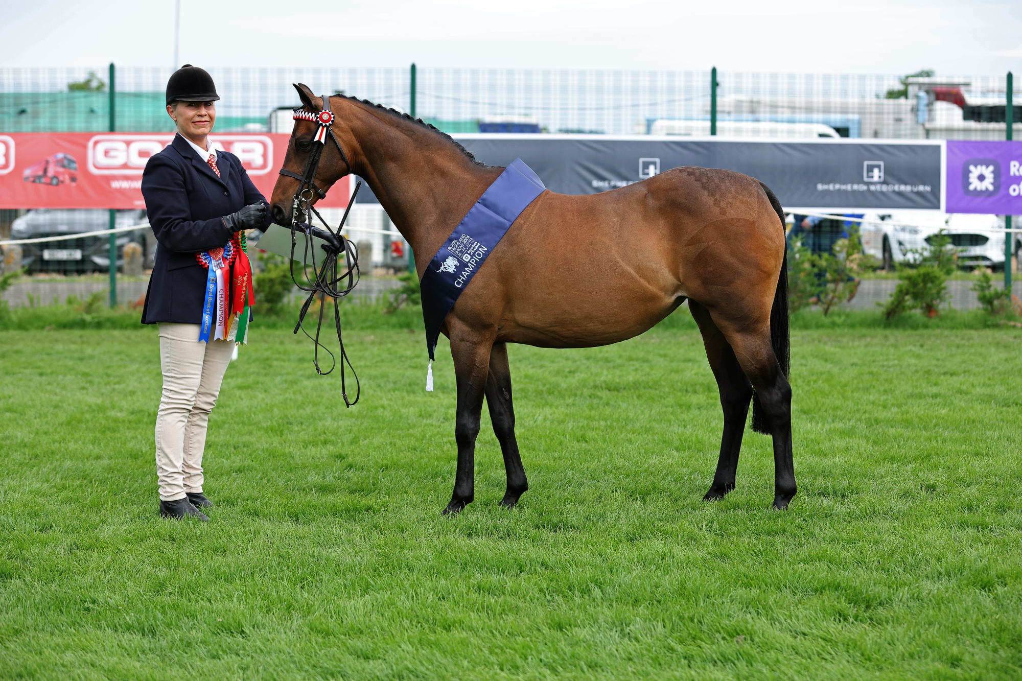 31 Welsh Part Bred Champion F54 1190