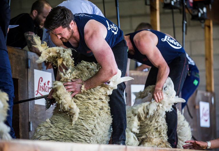 Sheep Shearing Generals RHS 2018 003