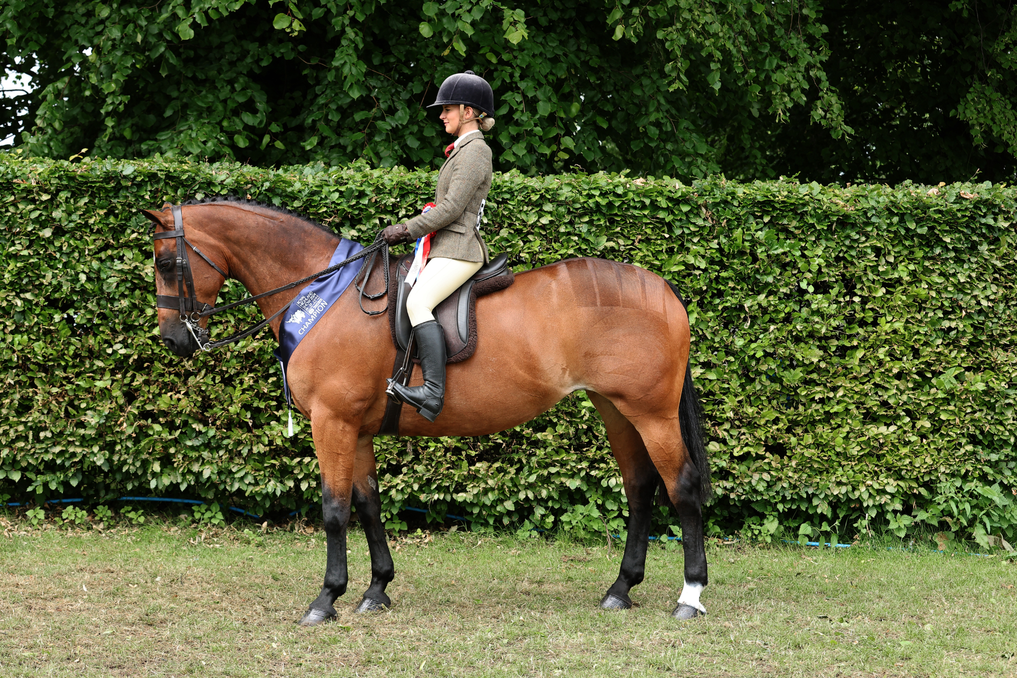 21 SHP Champion F55 4351