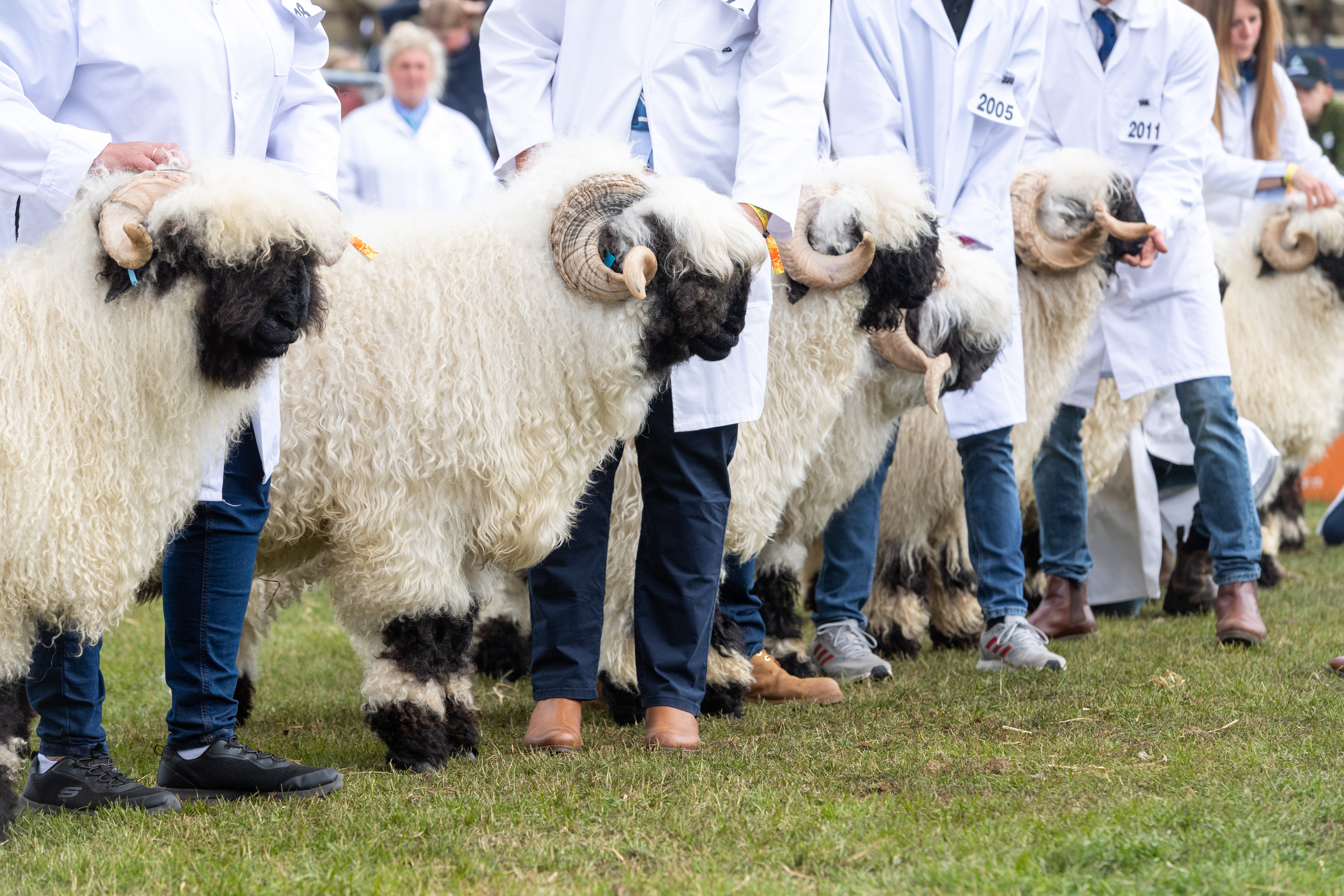 RHS003 01 Sheep