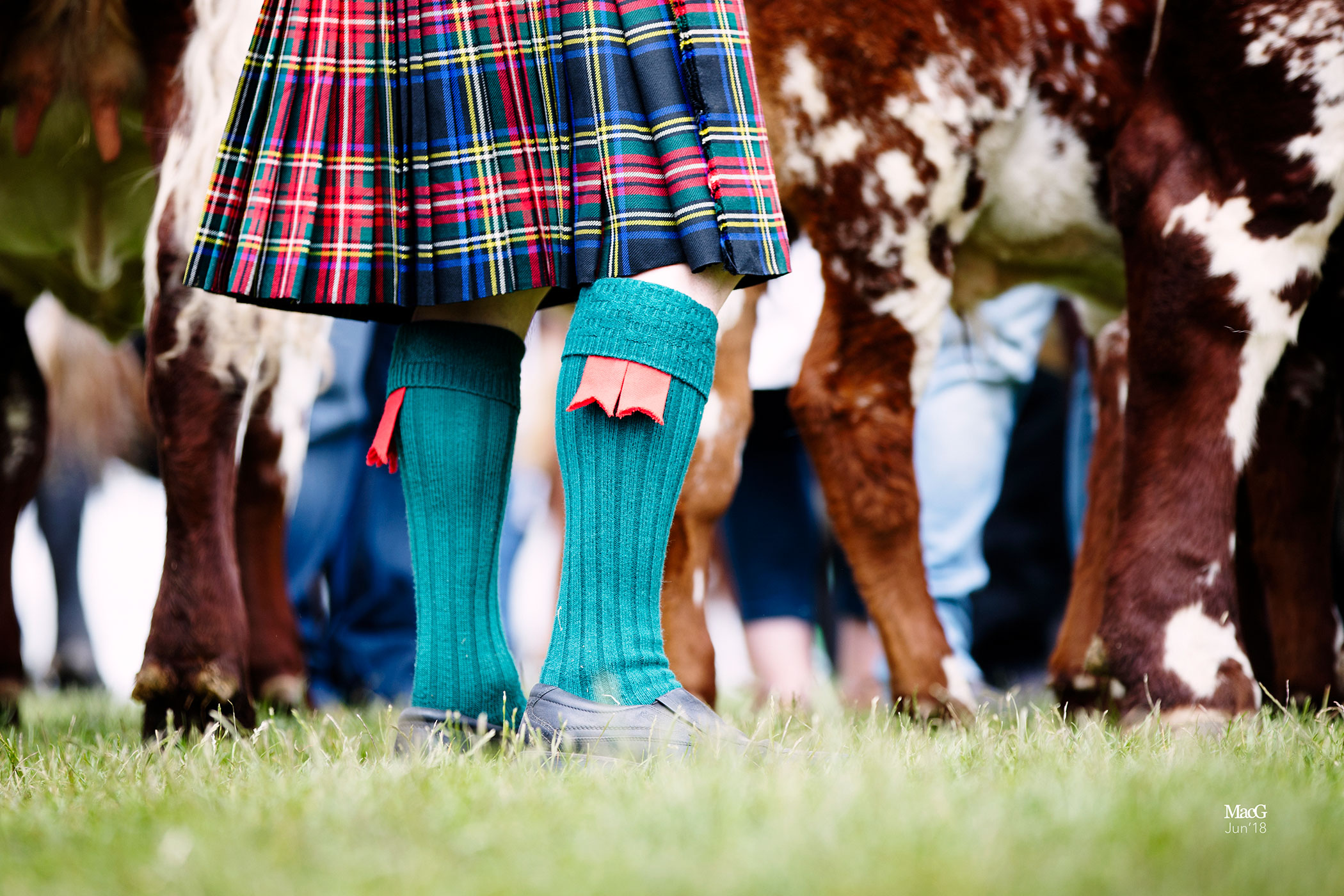 RHS Blog : Everything you need to know about the Royal Highland Show 2025