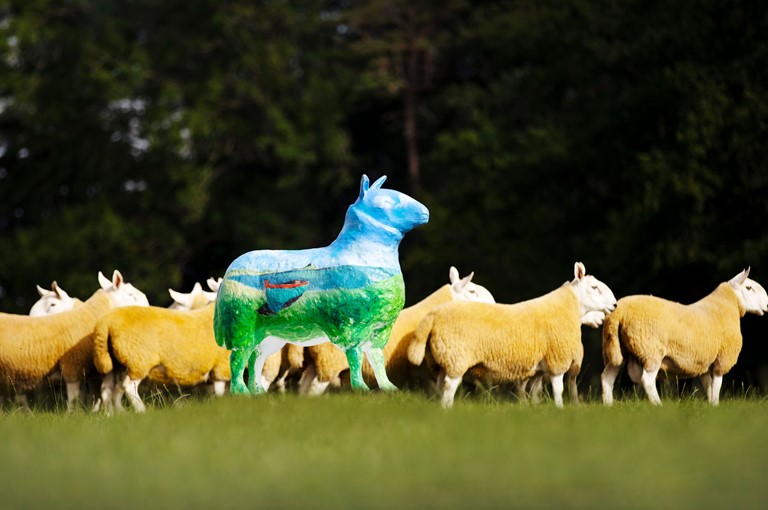 Flock to the Show’ public art campaign to celebrate return of world shearing championships